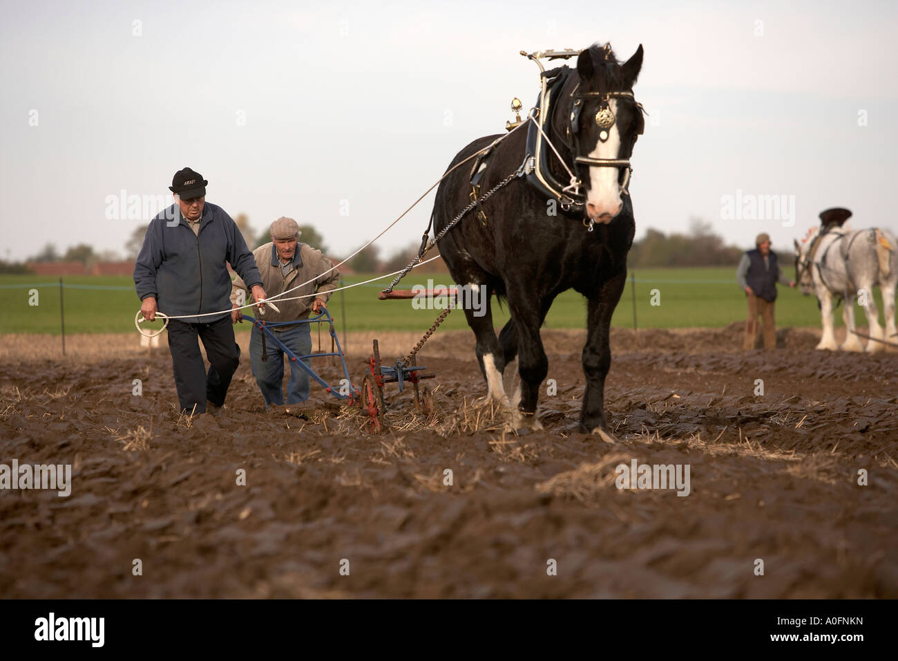 Heavy shire horse ploughing with a traditional plough in Shurburn Stock