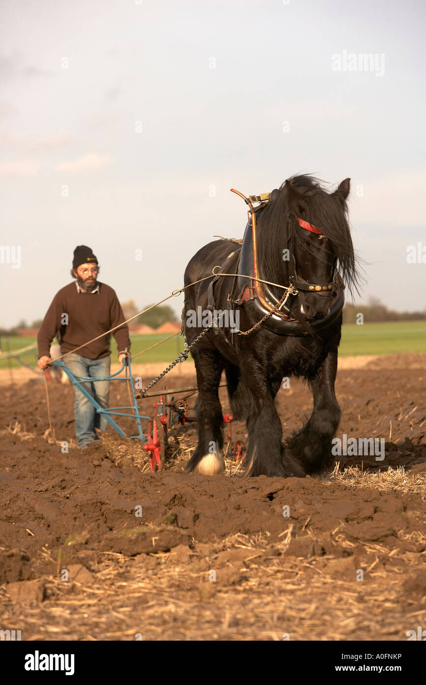 Heavy shire horse ploughing with a traditional plough in Shurburn