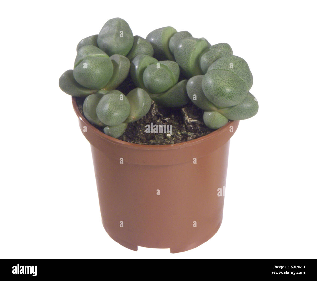 stone plant (Lithops spec.), potted plant Stock Photo Alamy