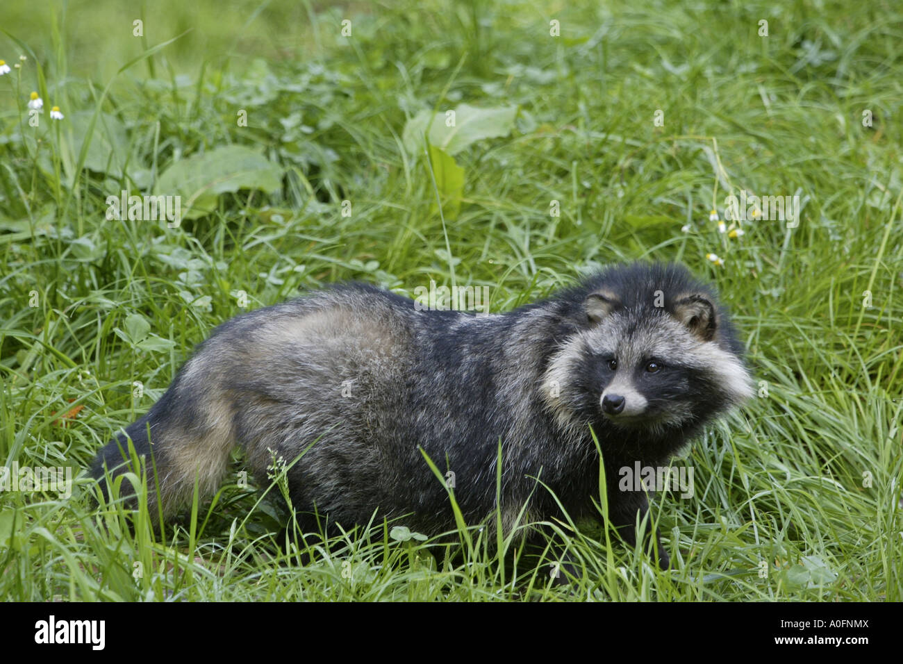 raccoon dog (Nyctereutes procyonoides), standing on a meadow Stock Photo