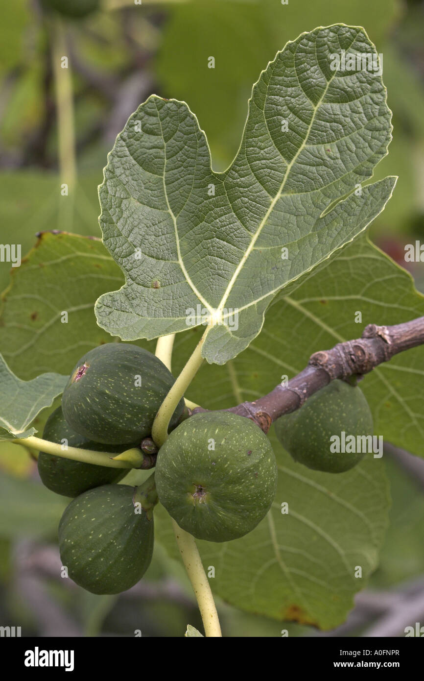 edible fig, common fig (Ficus carica), infructescences Stock Photo