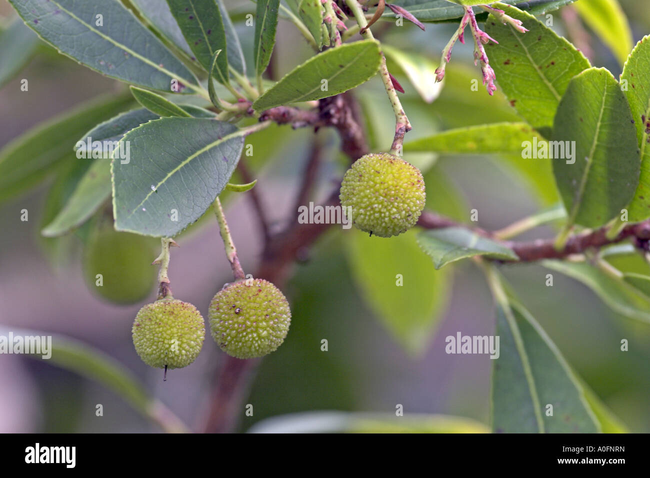 killarney strawberry tree (Arbutus unedo), unripe fruits Stock Photo