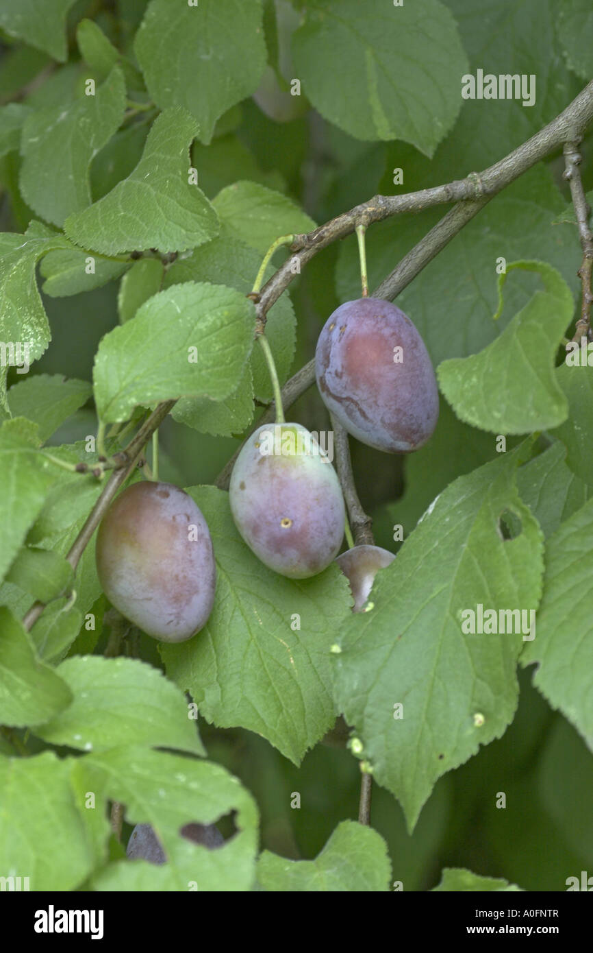 European plum (Prunus domestica), fruits, plums Stock Photo