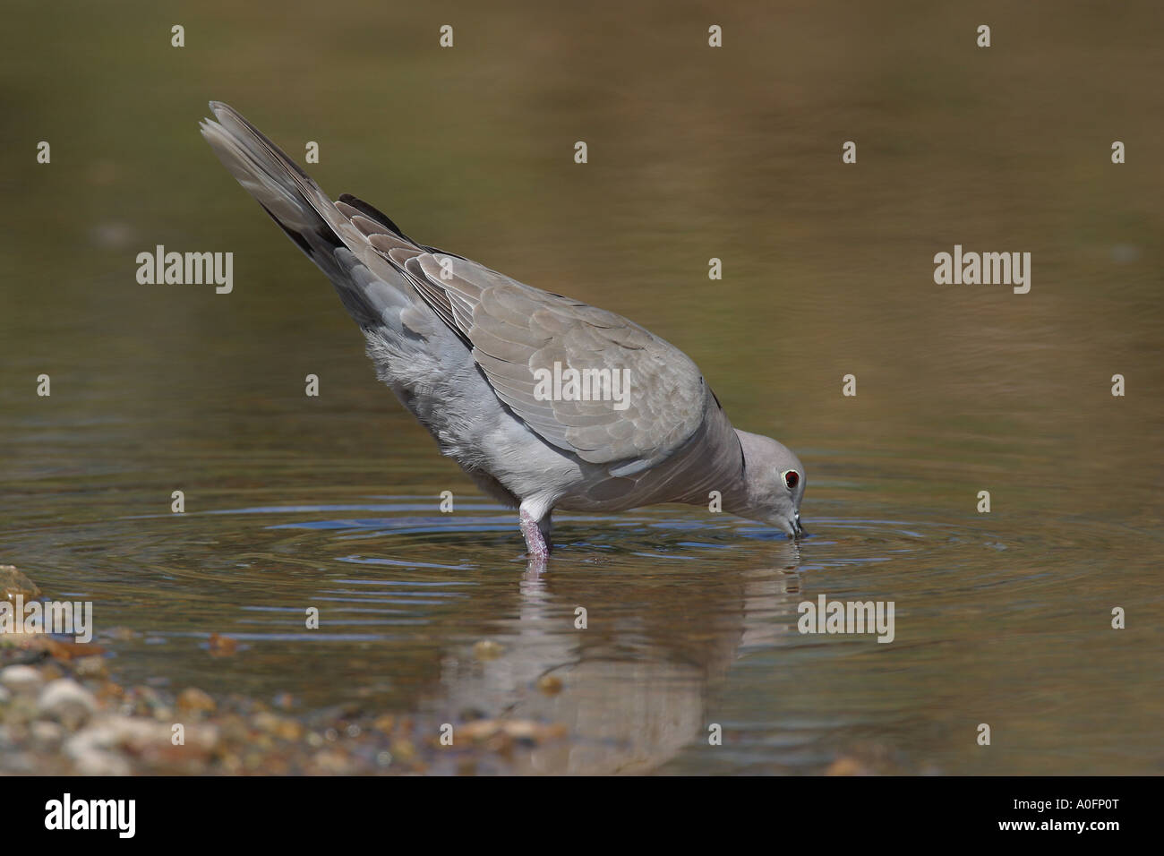collared dove (Streptopelia decaocto), drinking water Stock Photo