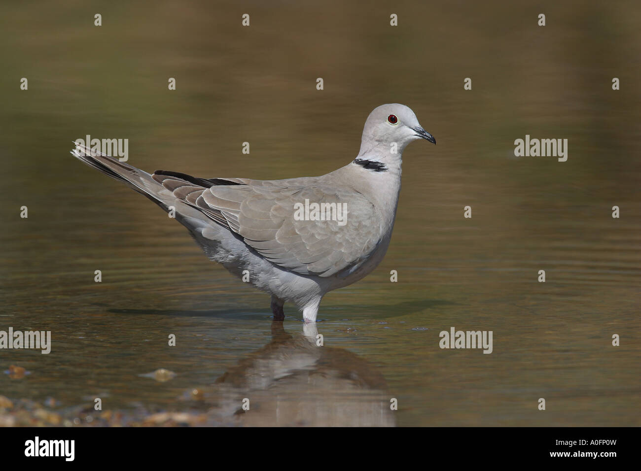 collared dove (Streptopelia decaocto), standing in water Stock Photo