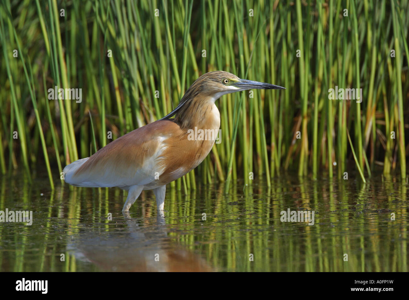 sqacco heron (Ardeola ralloides), wading, Greece Stock Photo