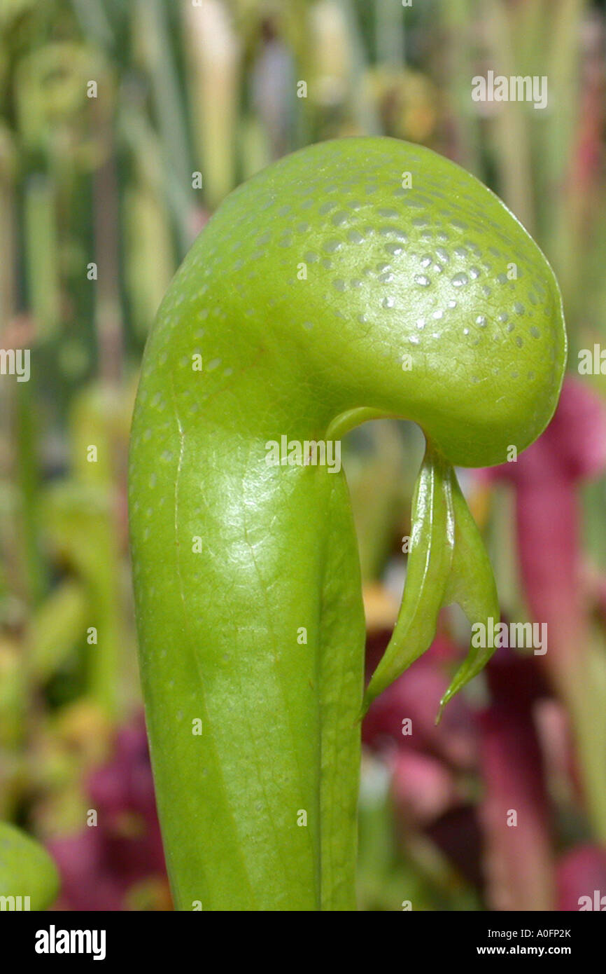 California pitcher plant, Cobra Lily Plant (Darlingtonia californica), tarp leaf with leaves in the dome Stock Photo