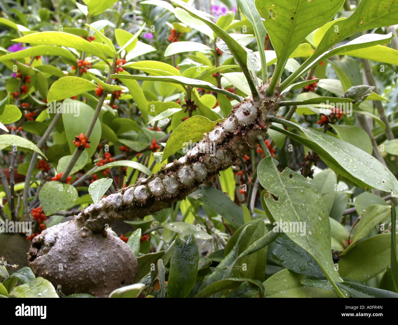 ant plant (Hydnophytum formicarium), ant plant whose swollen base Stock