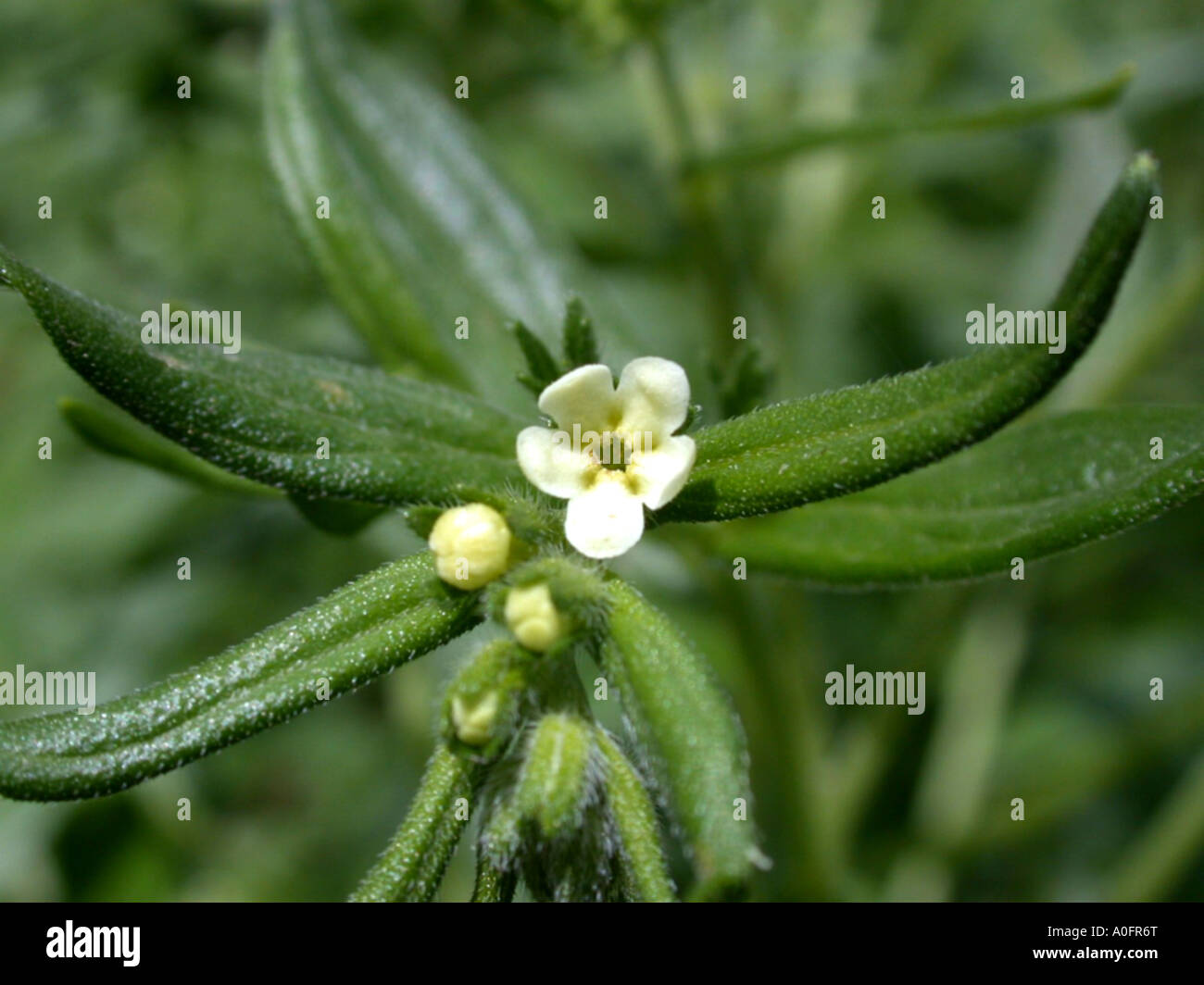 common gromwell, pearl gromwell, European gromwell (Lithospermum officinale), flower Stock Photo