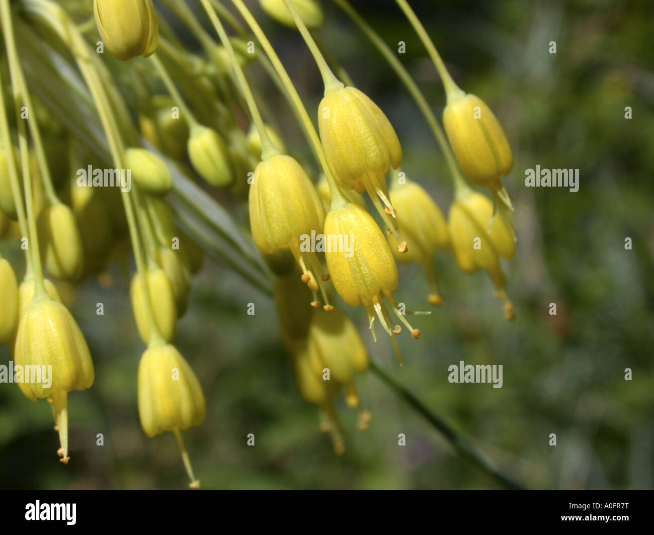 fragrant yellow allium (Allium flavum), flowers Stock Photo