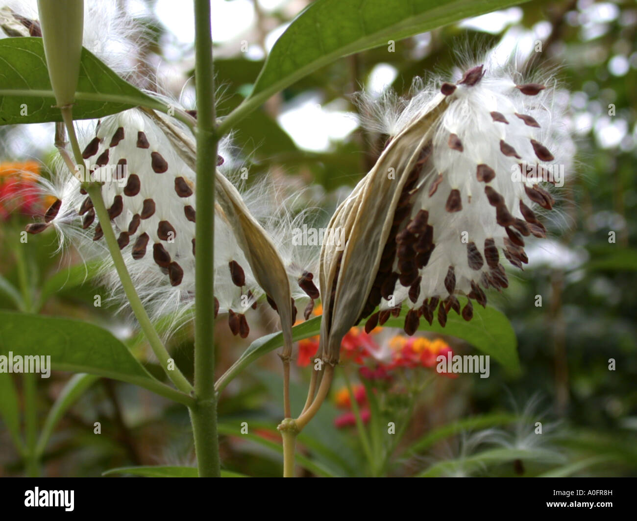 butterfly weed, lau-lele, blood flower (Asclepias curassavica), opened fruits Stock Photo