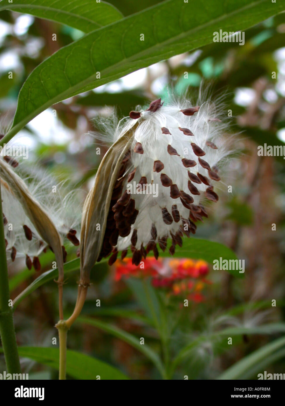 butterfly weed, lau-lele, blood flower (Asclepias curassavica), opened fruits Stock Photo