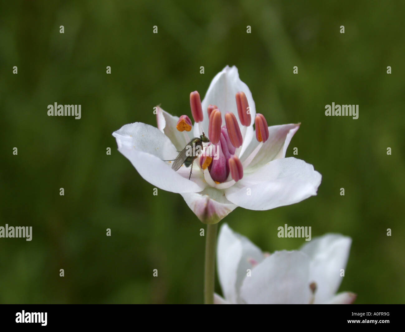 flowering-rush (Butomus umbellatus), flower with fly Stock Photo