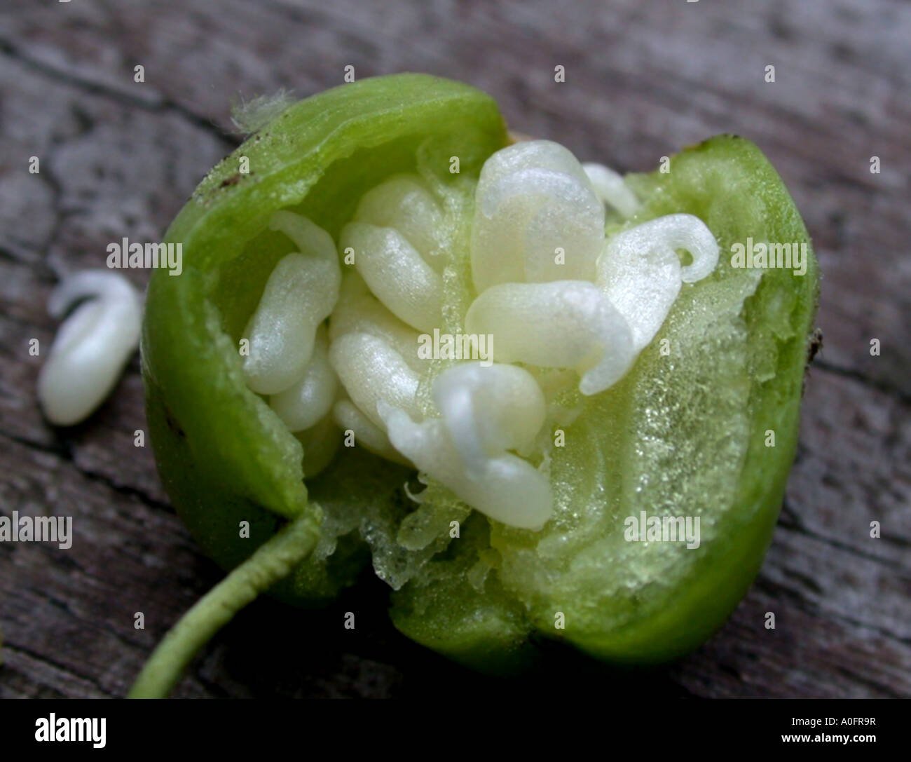 common snowdrop (Galanthus nivalis), fruit with seeds, wearing an elaiosome for ant dispersion Stock Photo