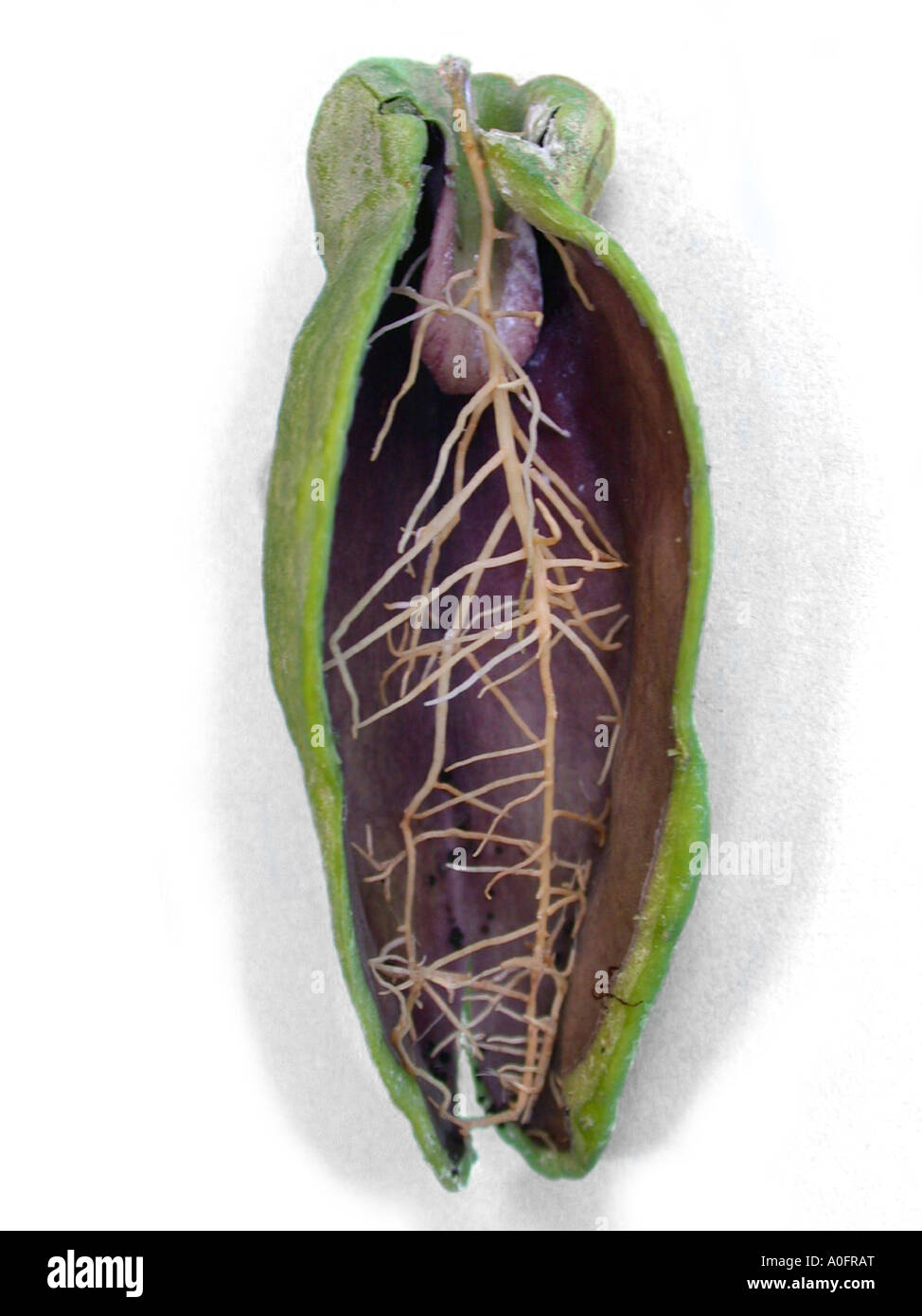 flower pot plant, Malayan urn vine (Dischidia rafflesiana, Dischidia major), longitudinal section through the hollow leafes was Stock Photo
