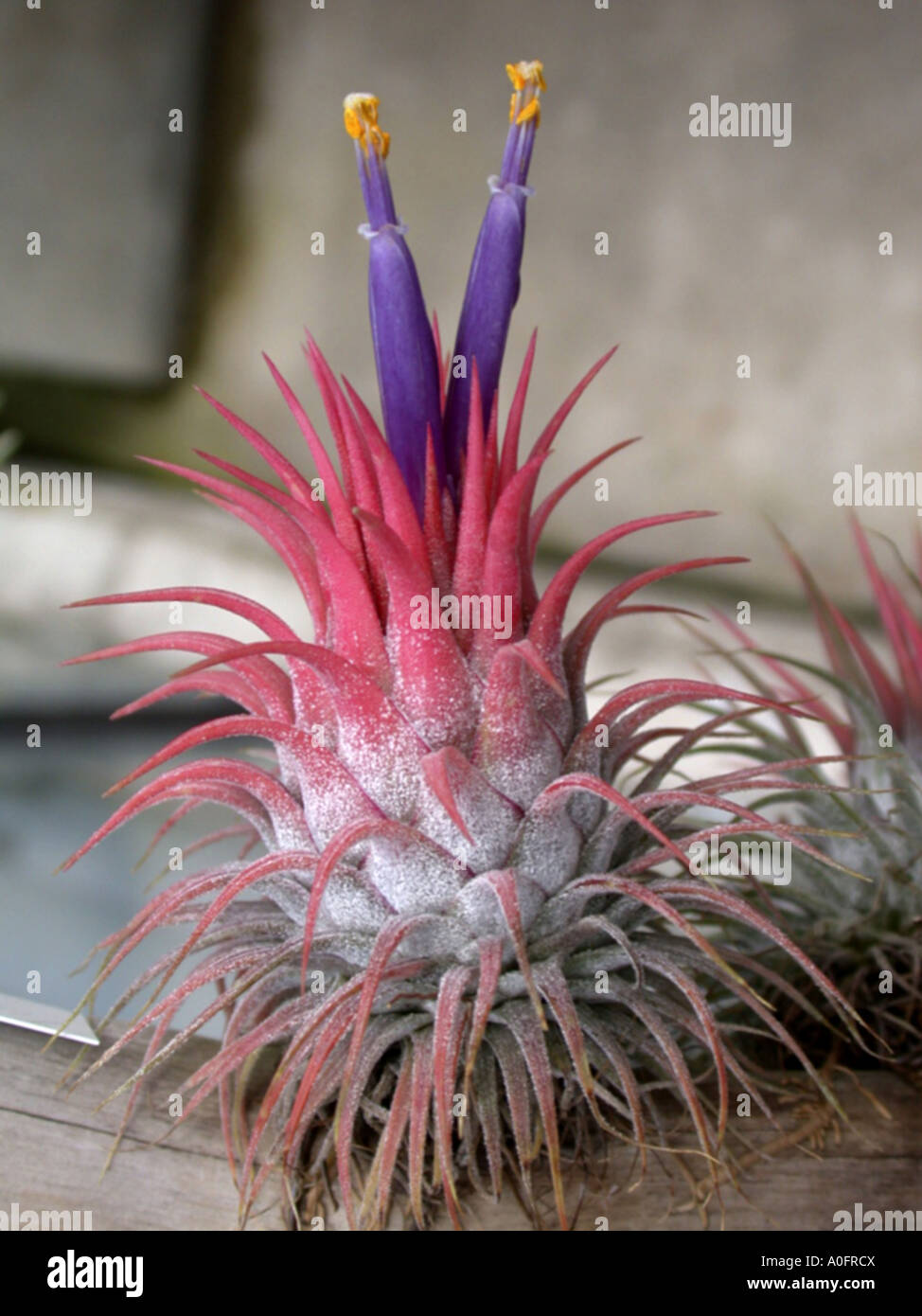 Tillandsie, Tillandsia ionantha (Tillandsia ionantha), blooming Stock Photo