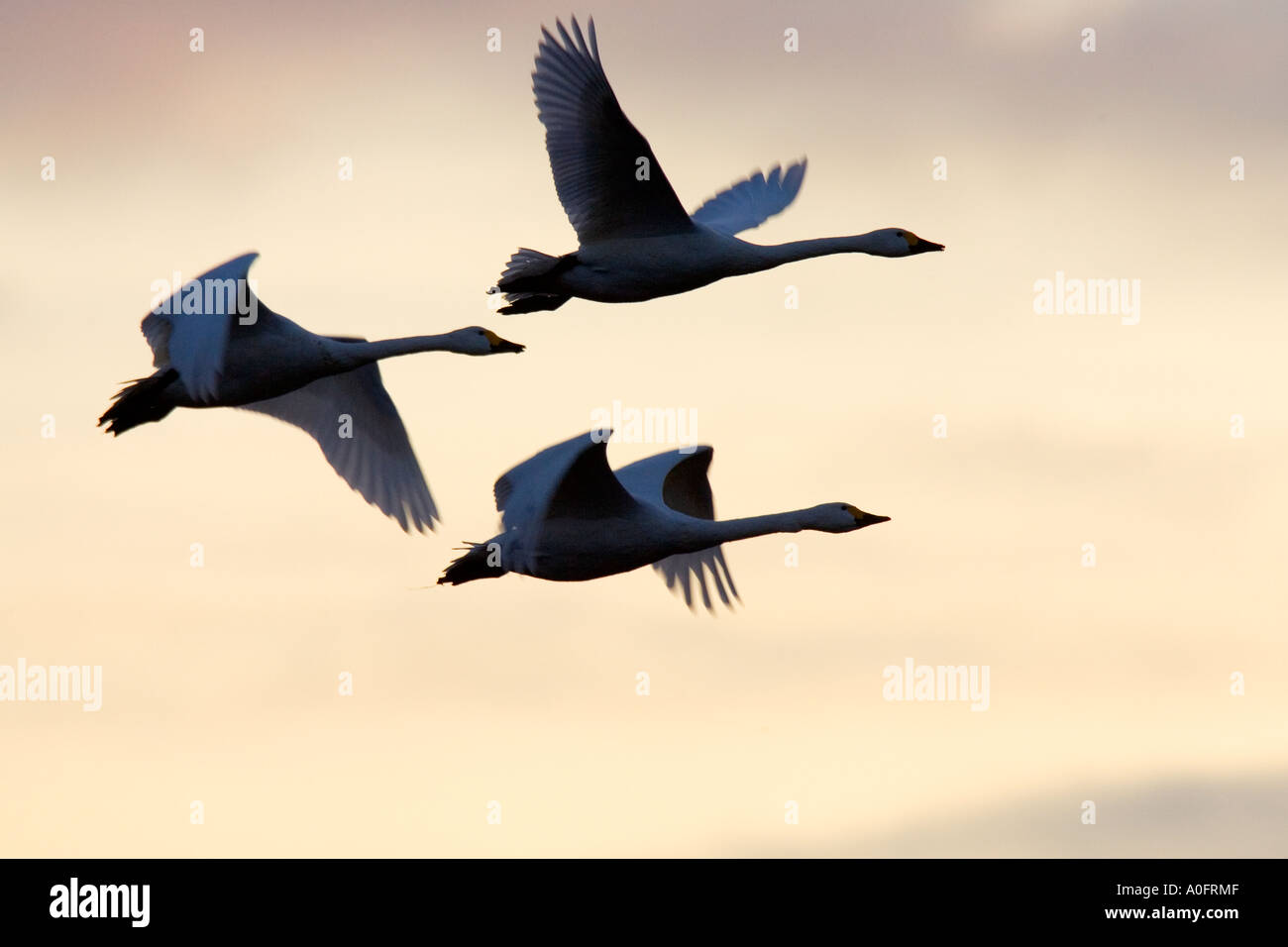 Whooper swans Cygnus cygnus In flight with early morning light Welney Norfolk Stock Photo