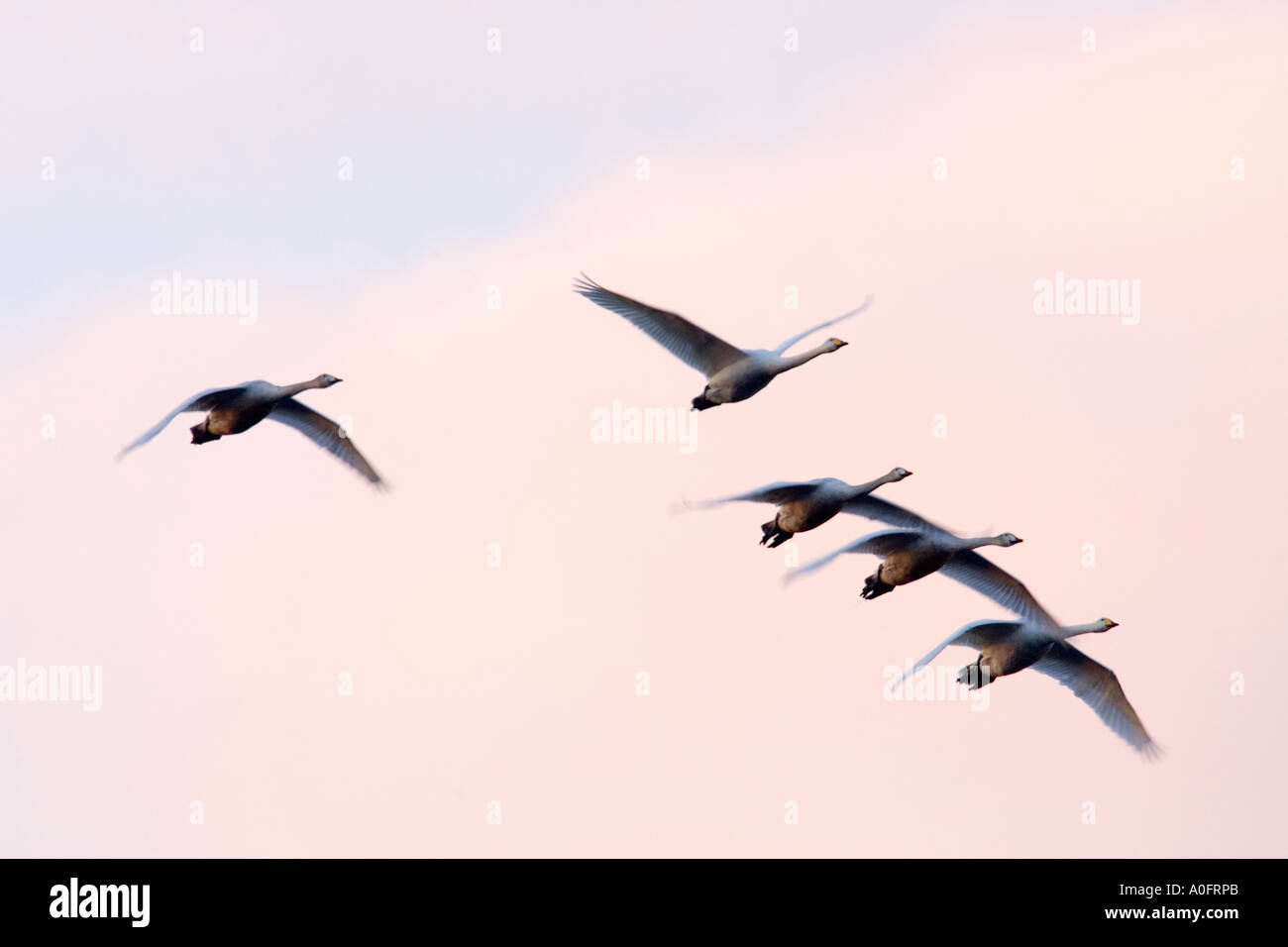 Whooper swans Cygnus cygnus In flight with early morning light Welney Norfolk Stock Photo