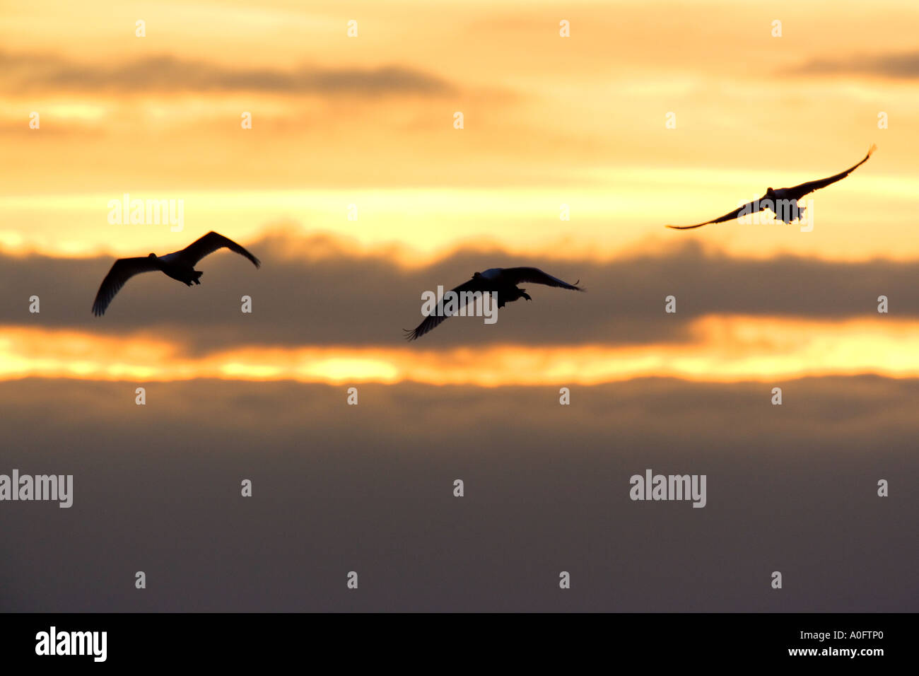 Whooper swan Cygnus cygnus In flight early morning with nice cloud formation norfolk Stock Photo