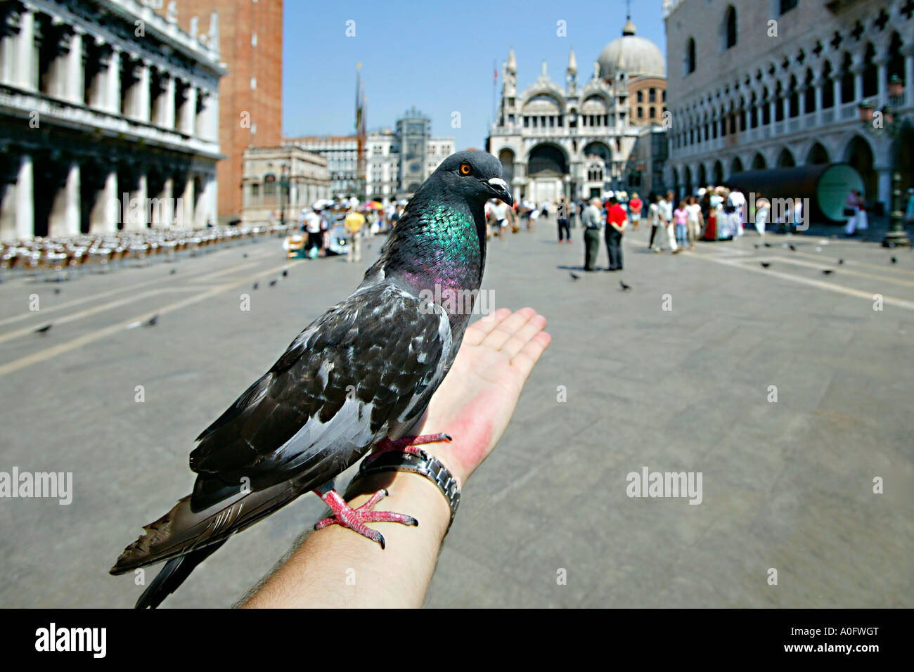 The photographer feeding the pigeons at San Marco Venice Italy Stock Photo