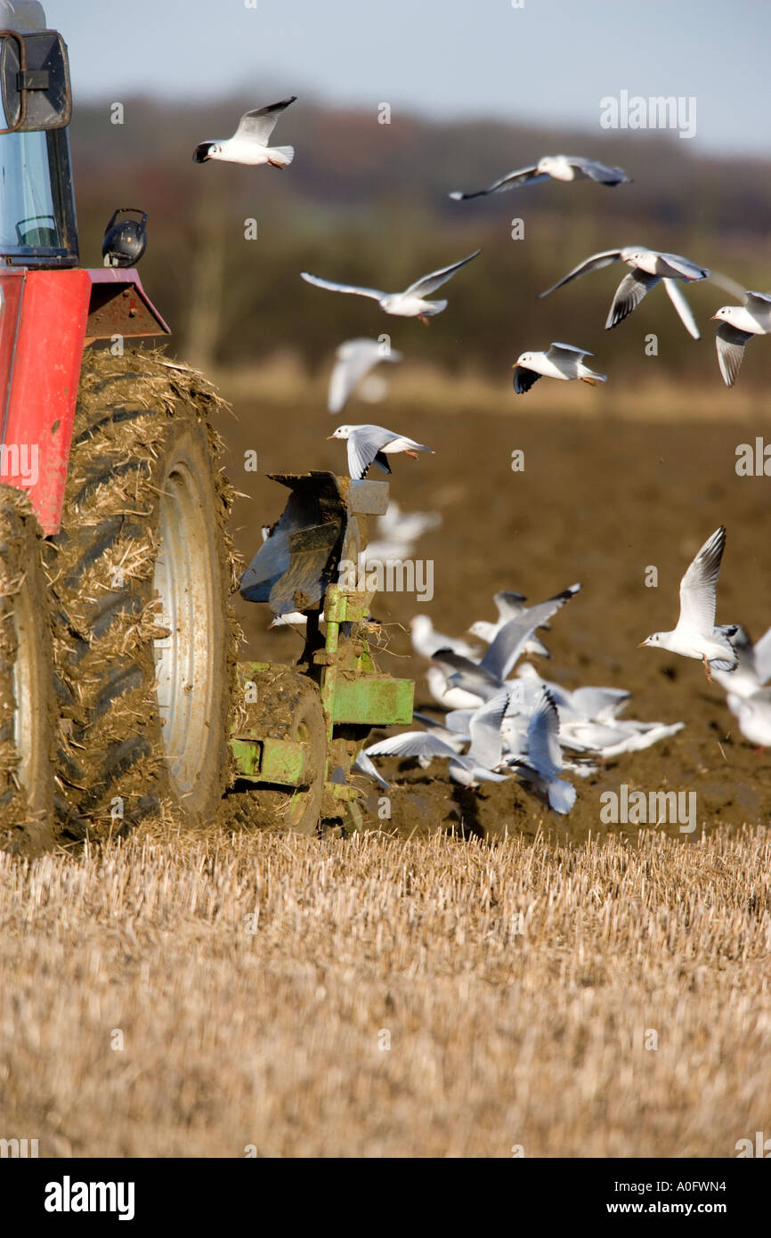 Black headed gulls Larus ridibundus Following tractor ploughing looking for food Bedfordshire Stock Photo