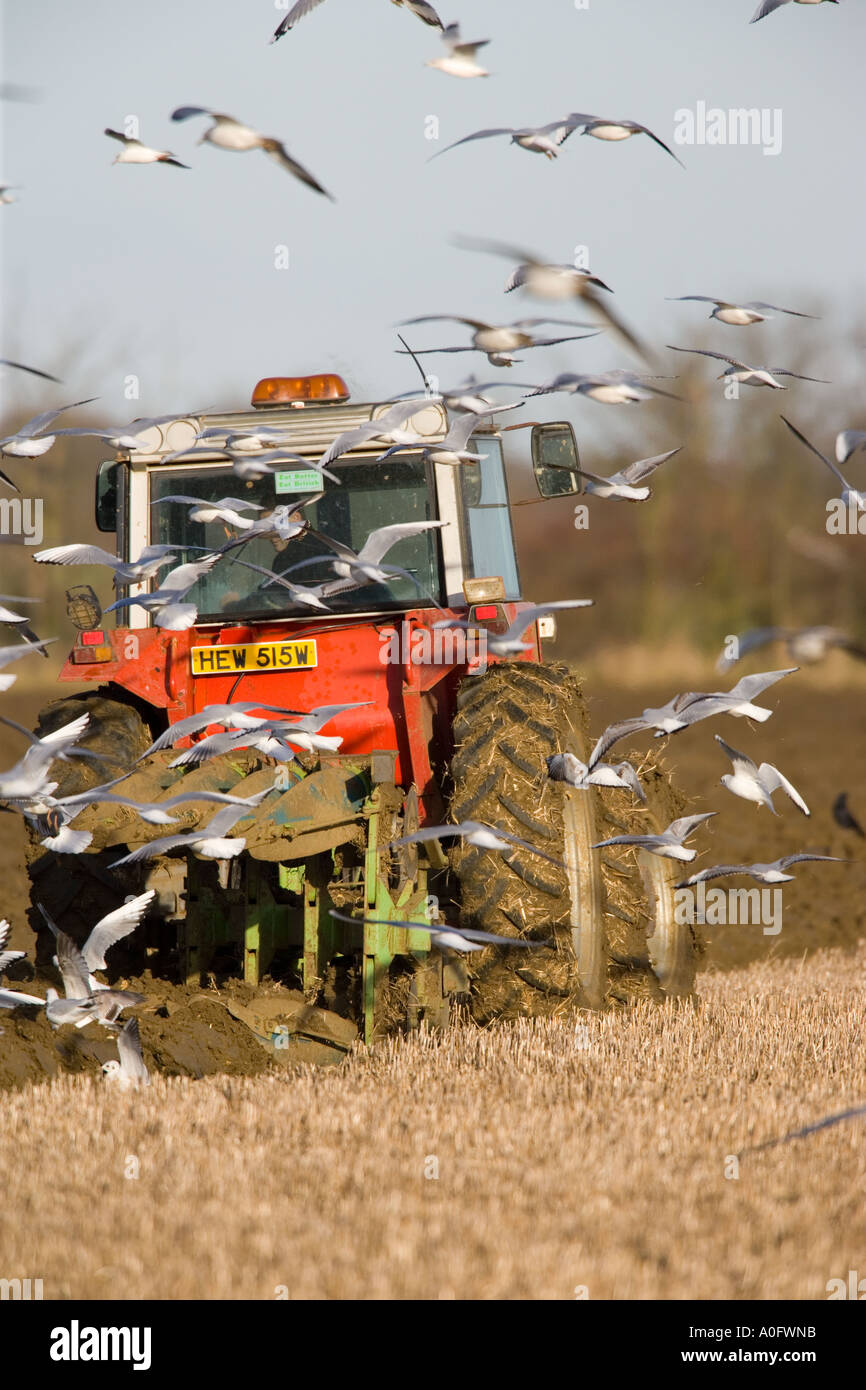 Black headed gulls Larus ridibundus Following tractor ploughing looking for food Bedfordshire Stock Photo