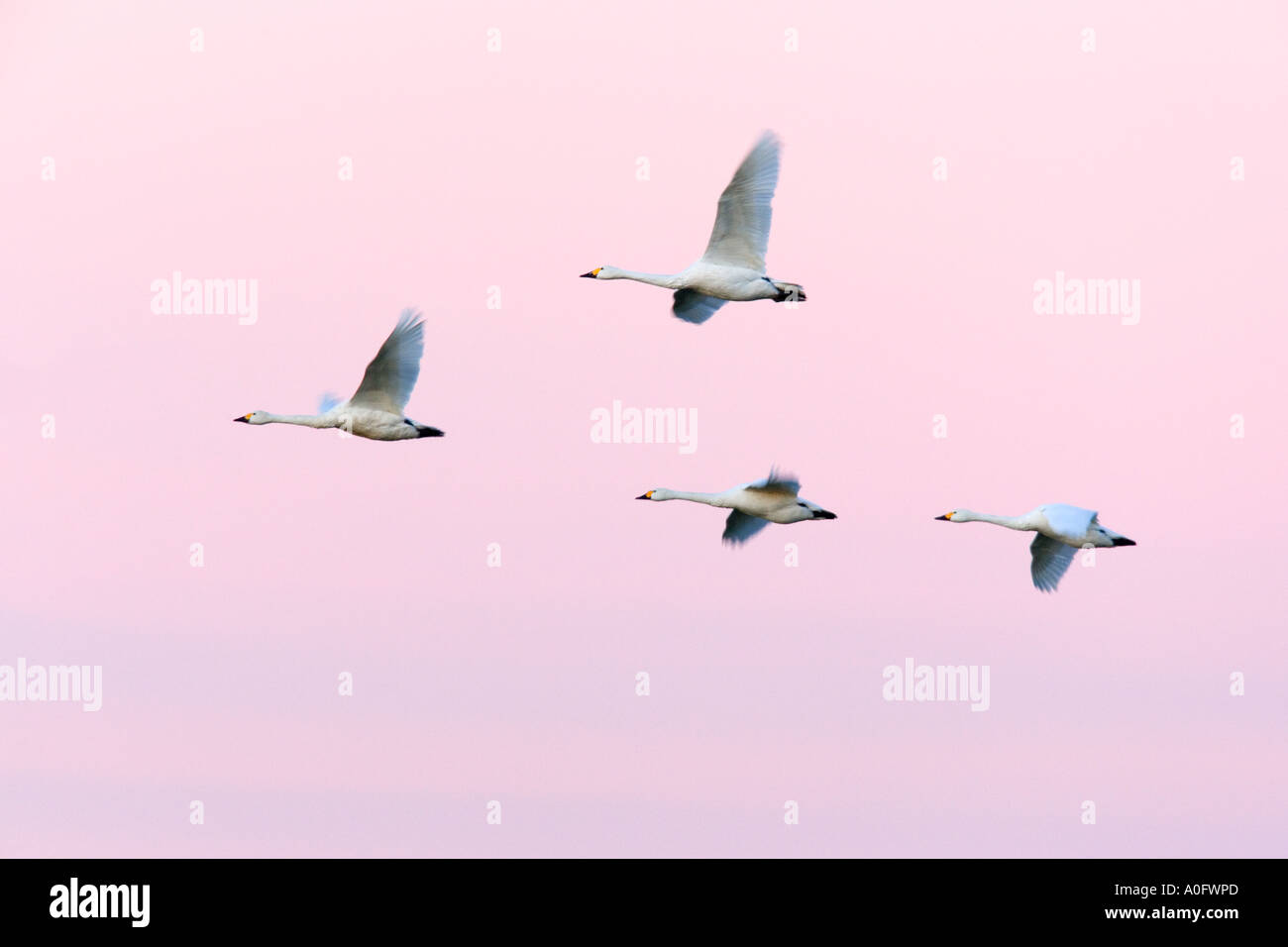 Whooper swans Cygnus cygnus Flying in early morning light Welney Norfolk Stock Photo