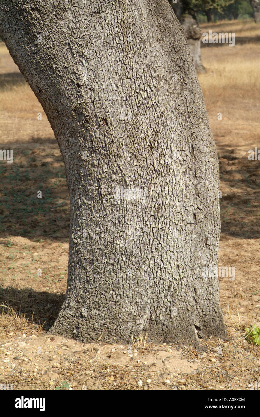 Cork oak tree (Quercus Suber L) Stock Photo