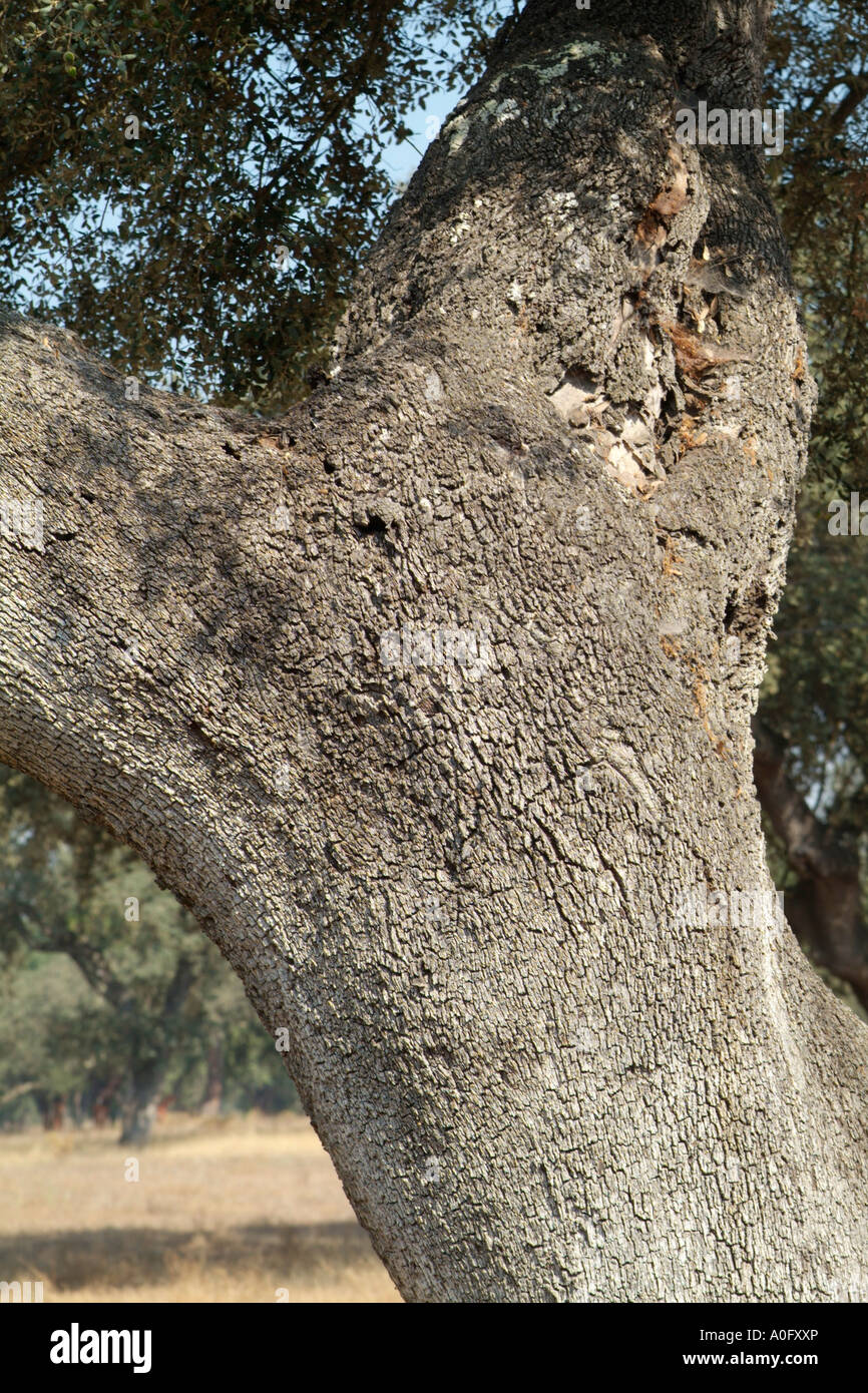 Cork oak tree (Quercus Suber L) Stock Photo