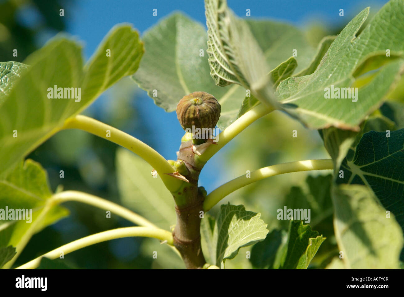 fig tree in Portugal (Ficus carica Stock Photo Alamy