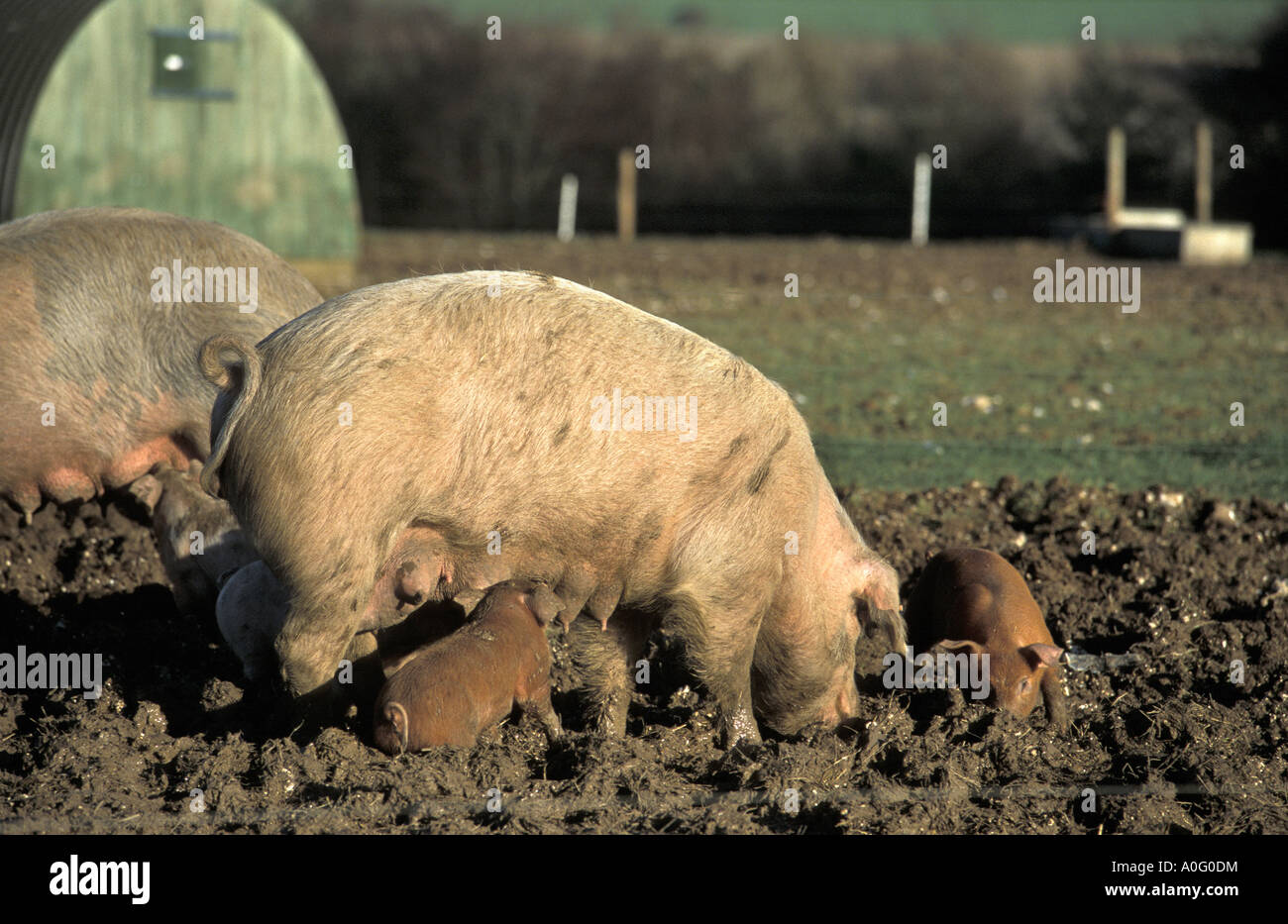 Free Range Organic pigs at Sheepdrove Organic Farm in Berkshire England Stock Photo