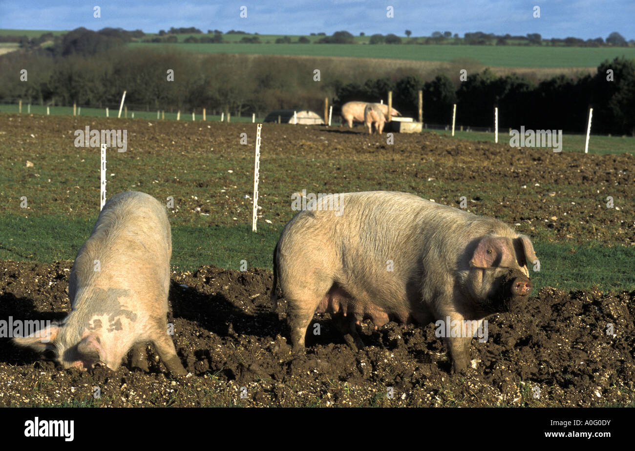 Free Range Organic pigs at Sheepdrove Organic Farm in Berkshire England Stock Photo