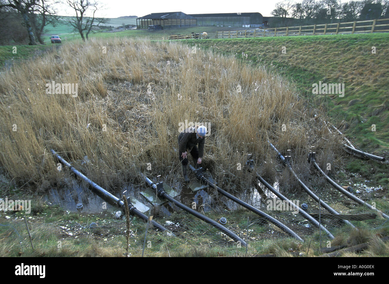Reed bed sewage filtration system Sheepdrove Organic Farm Berkshire