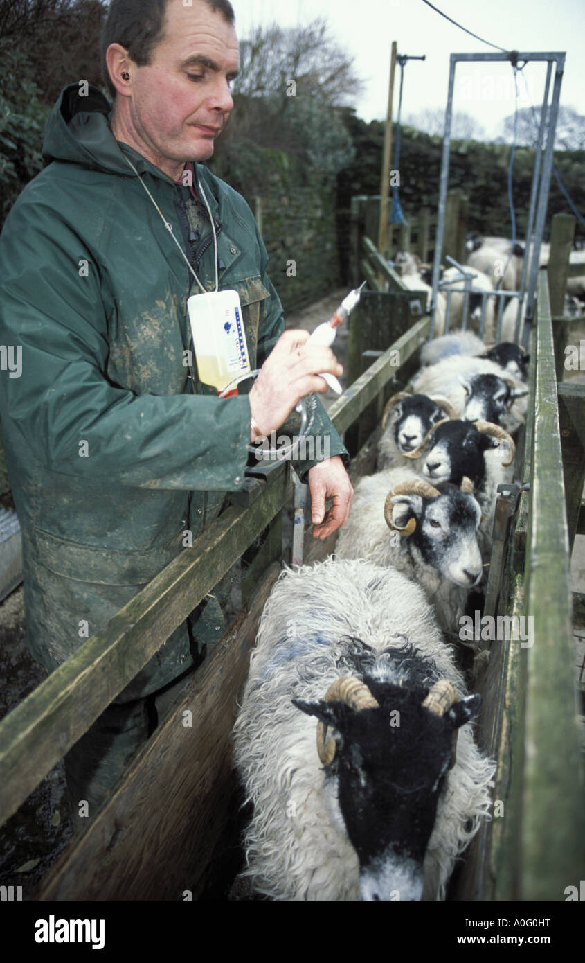 Robert Helliwell farmer at Upper Booth Farm Edale in the Peak district injects his sheep against sheep scab Stock Photo