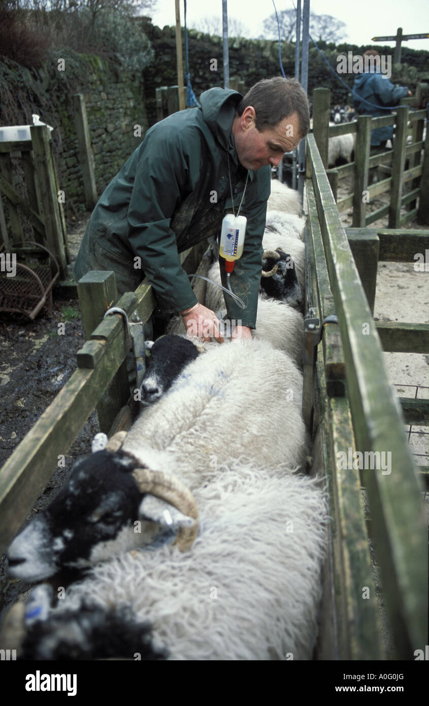 Robert Helliwell farmer at Upper Booth Farm Edale in the Peak district injects his sheep against sheep scab Stock Photo