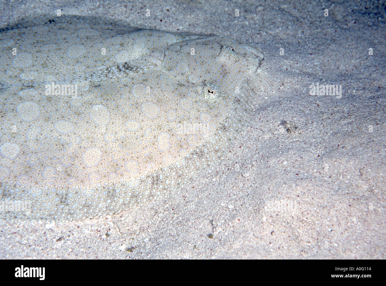 Flounder Bothus pantherinus Cod Hole Great Barrier Reef Queensland