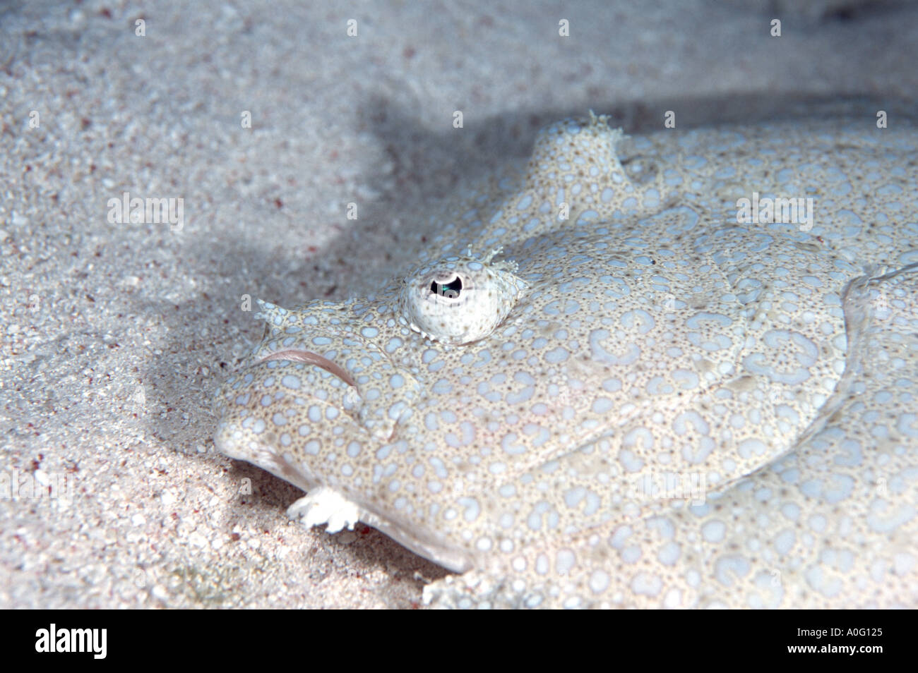 Flounder Bothus pantherinus Cod Hole Great Barrier Reef Queensland