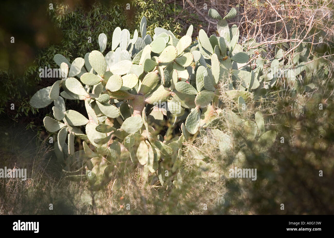Prickly pear cactus Prickly pear cactus Opuntia plant botanical specimen Mediterranean Spain Europe European  Jack Cox Stock Photo