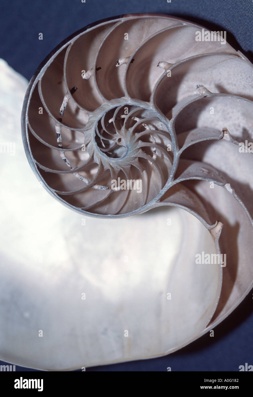 Section through the shell of a chambered nautilus Nautilus pompilius ...