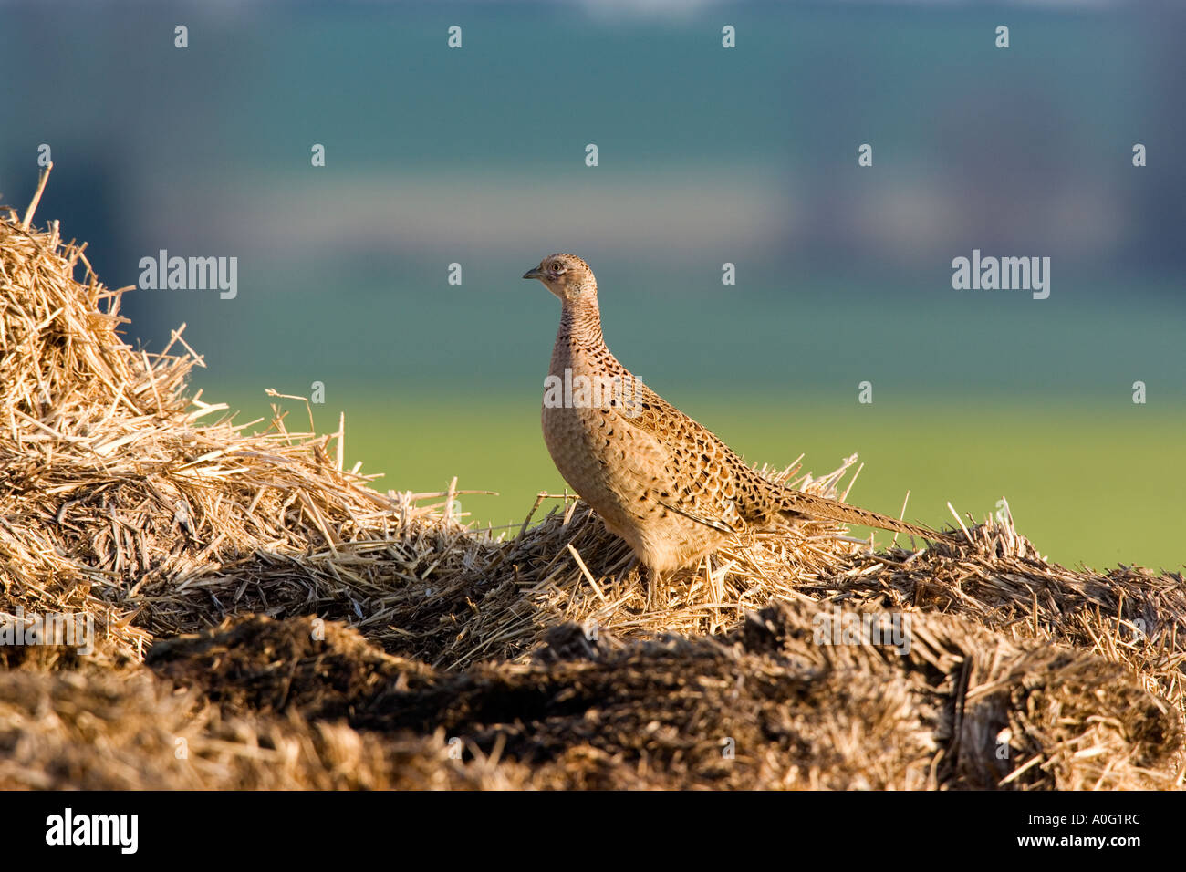 Pheasant Phasianus colchicus Standing on muck heap looking alert ashwell hertfordshire Stock Photo