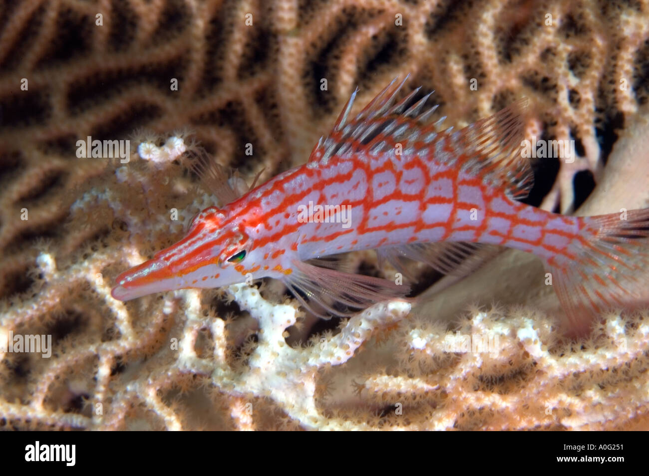 Longnose hawkfish tropical reef hi-res stock photography and images - Alamy