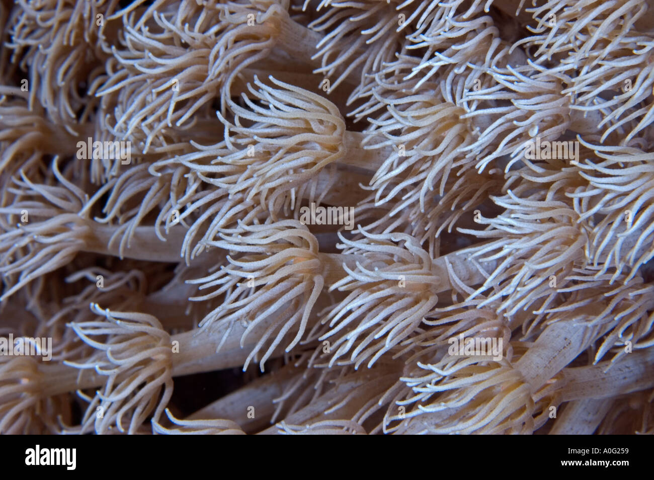 Soft Corals, Southern Red Sea, Egypt Stock Photo