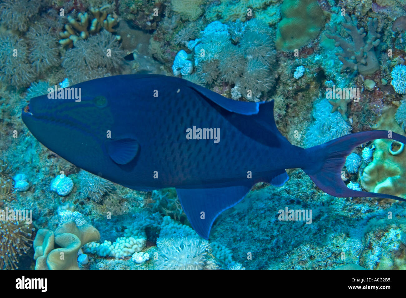 Blue Triggerfish (Pseudobalistes fuscus) in the Southern Red Sea, Egypt Stock Photo