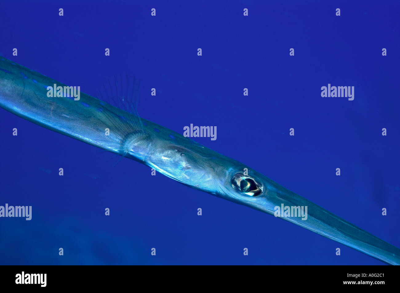 (Fistularia commersoni) in the Southern Red Sea, Egypt Stock