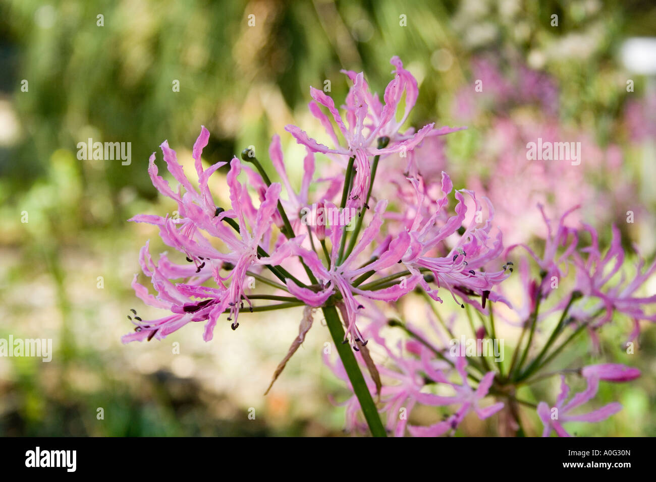 nerin Amaryllidaceae Stock Photo