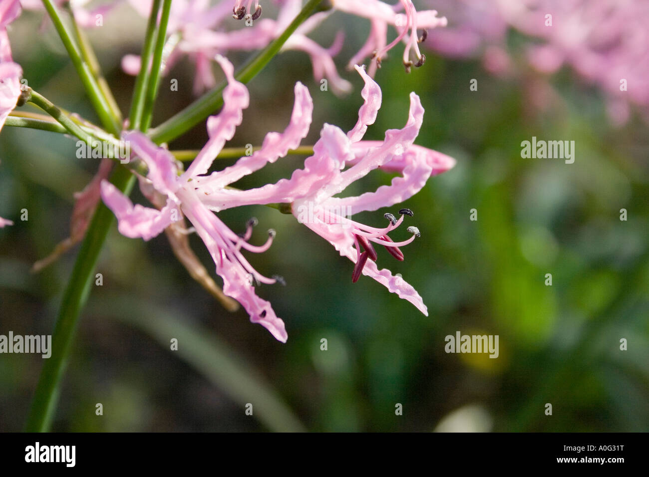 nerin Amaryllidaceae Stock Photo