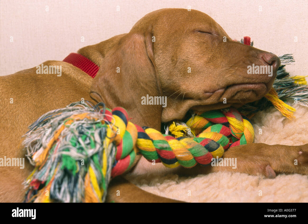 Vizsla puppy dog sleeping Stock Photo Alamy