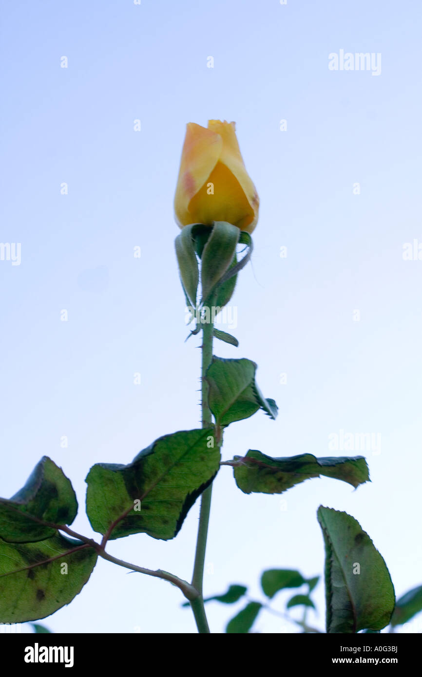 Soft yellow climbing rose hi-res stock photography and images - Alamy