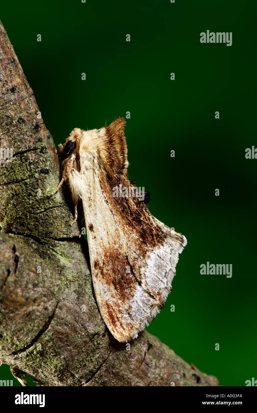 Maple Prominent Ptilodontella cucullina Stock Photo