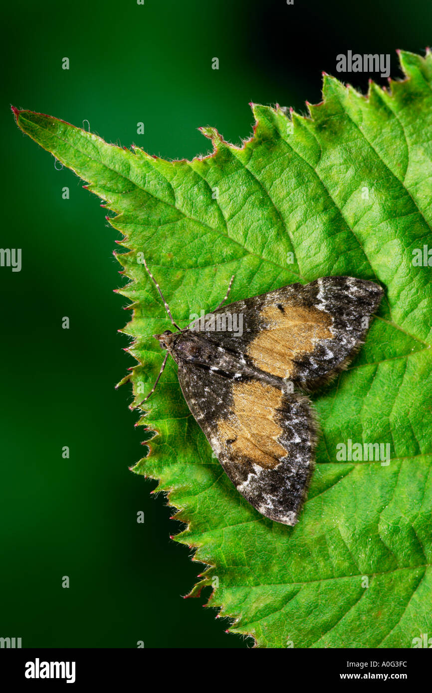 Marbled Carpet Chloroclysta truncata Stock Photo